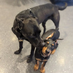 Beautiful Doberman puppies male and female available fully vaccinated
