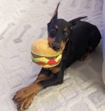 Beautiful Doberman puppies male and female available fully vaccinated