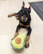 Beautiful Doberman puppies male and female available fully vaccinated