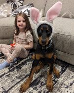 Beautiful Doberman puppies male and female available fully vaccinated