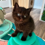 Beautiful Scottish fold kittens