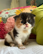 Beautiful Scottish fold kittens