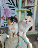 Beautiful Scottish fold kittens