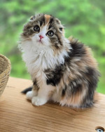 Beautiful Scottish fold kittens