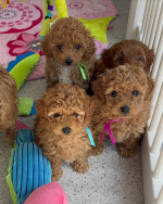 ✨️Exceptional Japanese & US Champion Toy maltipoo