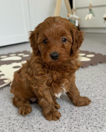 ✨️Exceptional Japanese & US Champion Toy maltipoo