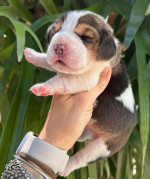 Beautiful KC Reg Beagle Pups - Ready Now