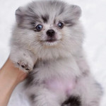 Pomeranian boy for sale!