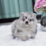Pomeranian boy for sale!
