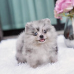 Pomeranian boy for sale!