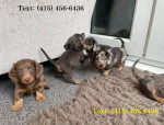 Mini dachshunds Puppies Available