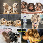 Mini dachshunds Puppies Available