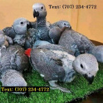 African grey, Macaw, Conure, Caiques Parrots For Sale