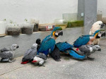 African grey, Macaw, Conure, Caiques Parrots For Sale