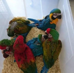 African grey, Macaw, Conure, Caiques Parrots For Sale