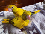 African grey, Macaw, Conure, Caiques Parrots For Sale