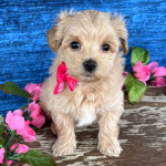 6weeks old Maltipoo for sale