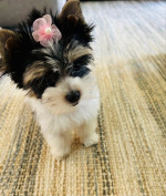Maltese for rehoming