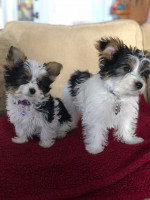 Maltese for rehoming