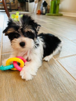 Maltese for rehoming