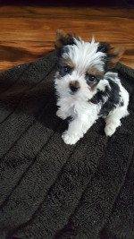 Maltese for rehoming