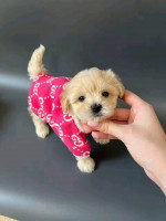 Adorable Toy poodle ready for new home
