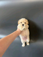 Adorable Toy poodle ready for new home