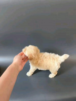 Adorable Toy poodle ready for new home