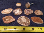 Fossil Palm Cabochons