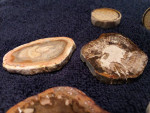 Fossil Palm Cabochons