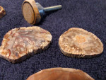 Fossil Palm Cabochons