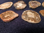 Fossil Palm Cabochons