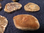 Fossil Palm Cabochons