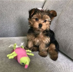 Teacup Yorkie Puppies