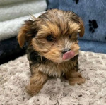 Teacup Yorkie Puppies