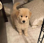Female Golden Retriever available for adoption
