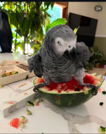 AFRICAN GREY PARROT
