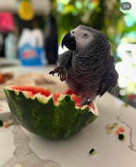 AFRICAN GREY PARROT