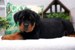 Rottweiler puppy /  Male 12 weeks