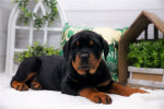 Rottweiler puppy /  Male 12 weeks