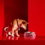 LOUXOR PET BOWL L