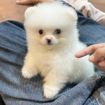 Adorable Pomeranian Puppies for adoption. We have 4 of them left . They are all 12 weeks old, 2 males and 2 females and are recent on all shots .
