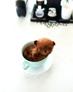 Adorable Pomeranian Puppies for adoption. We have 4 of them left . They are all 12 weeks old, 2 males and 2 females and are recent on all shots .