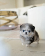 Adorable Pomeranian Puppies for adoption. We have 4 of them left . They are all 12 weeks old, 2 males and 2 females and are recent on all shots .