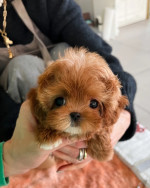 Adorable Pomeranian Puppies for adoption. We have 4 of them left . They are all 12 weeks old, 2 males and 2 females and are recent on all shots .