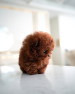 Adorable Pomeranian Puppies for adoption. We have 4 of them left . They are all 12 weeks old, 2 males and 2 females and are recent on all shots .