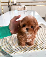 Adorable Pomeranian Puppies for adoption. We have 4 of them left . They are all 12 weeks old, 2 males and 2 females and are recent on all shots .