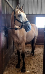 Adorable Horse Looking for a New Home
