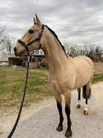 Adorable Horse Looking for a New Home