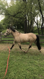 Adorable Horse Looking for a New Home